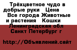 Трёхцветное чудо в добрые руки › Цена ­ 100 - Все города Животные и растения » Кошки   . Ленинградская обл.,Санкт-Петербург г.